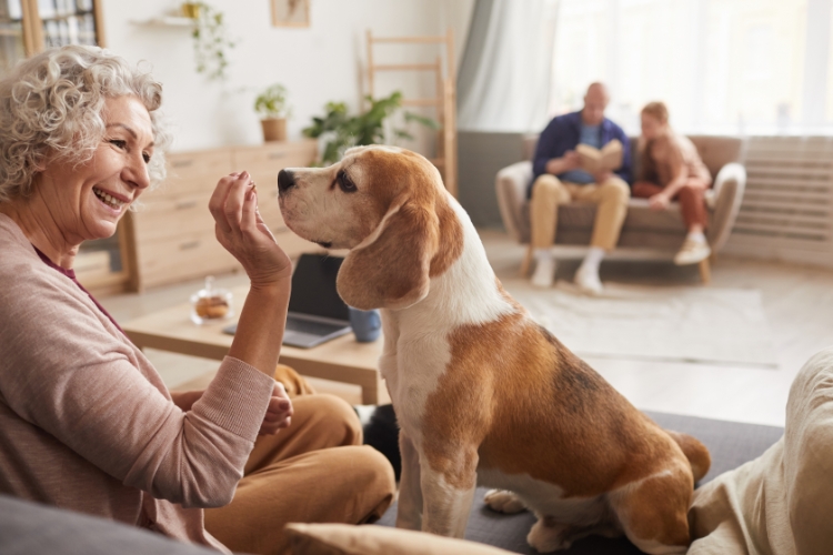 Considerations When Setting Up a Pet Trust